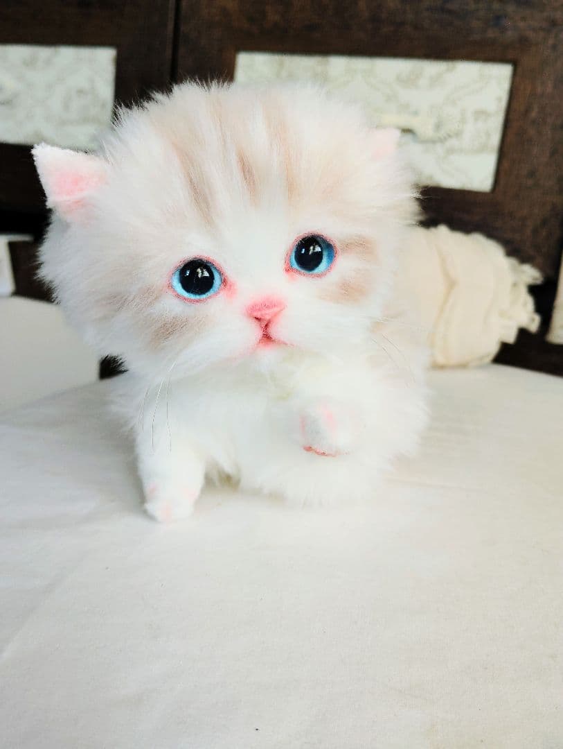 ラピ様御予約❤️よちよちあんよ♡短足ころころボディ♡マンチカン子猫ちゃん♡