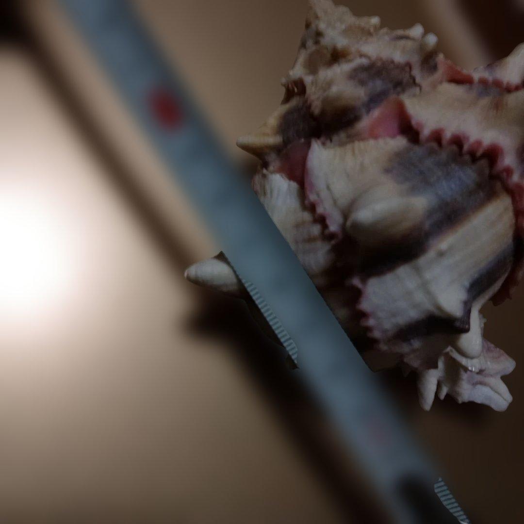 貴重♡♡天然貝殻型装飾品