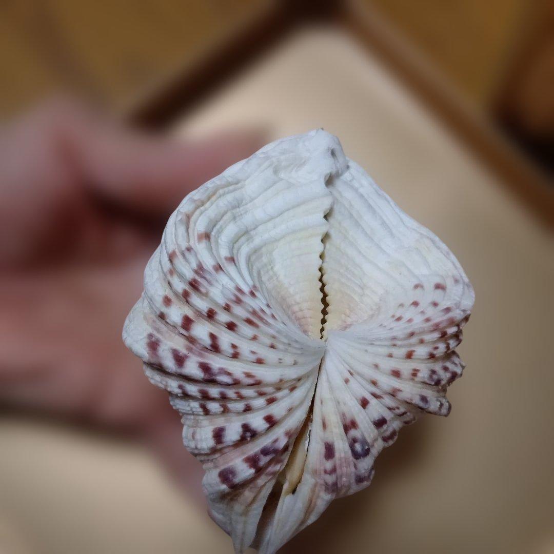 貴重♡♡天然貝殻型装飾品