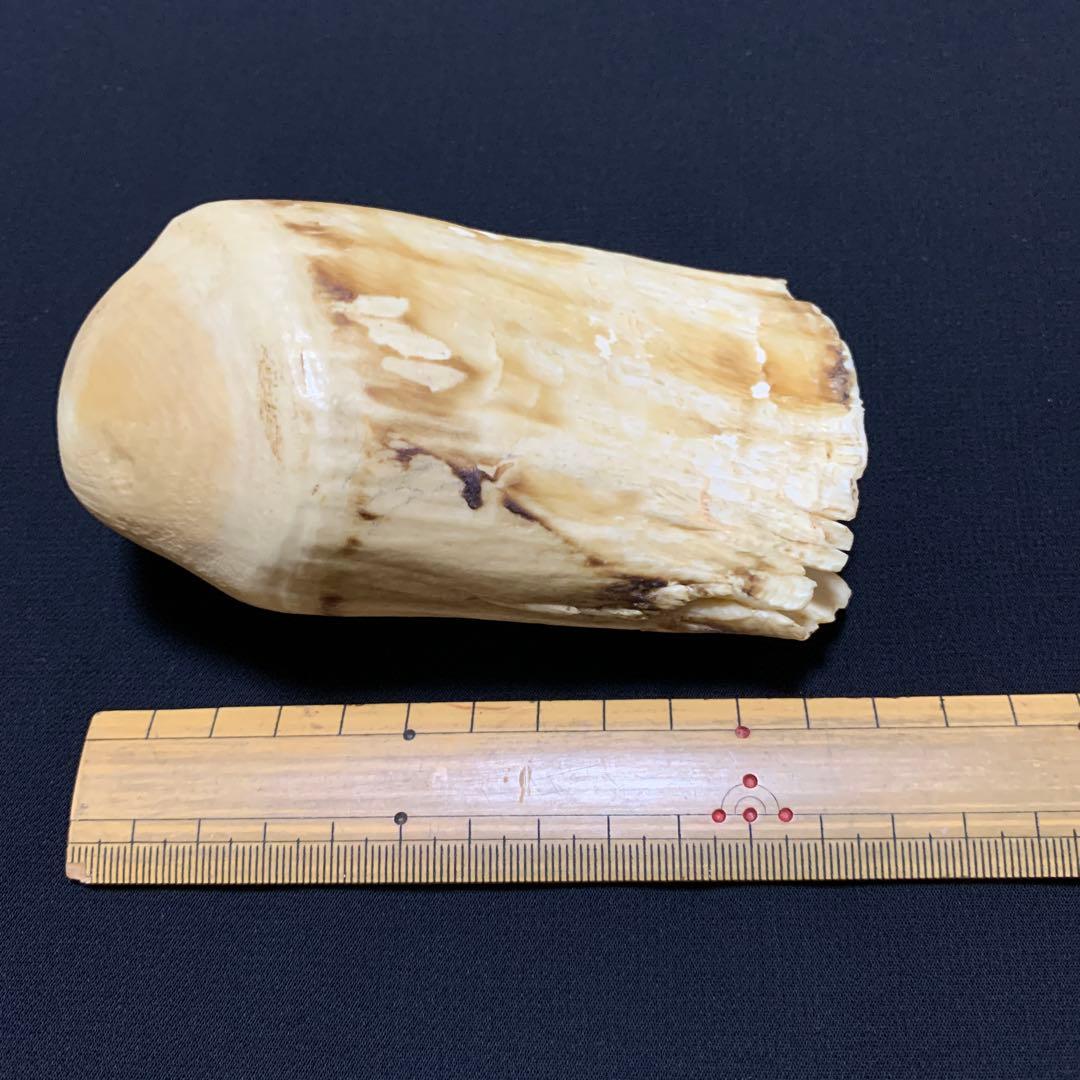 鯨歯