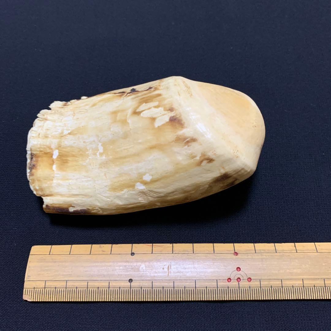 鯨歯