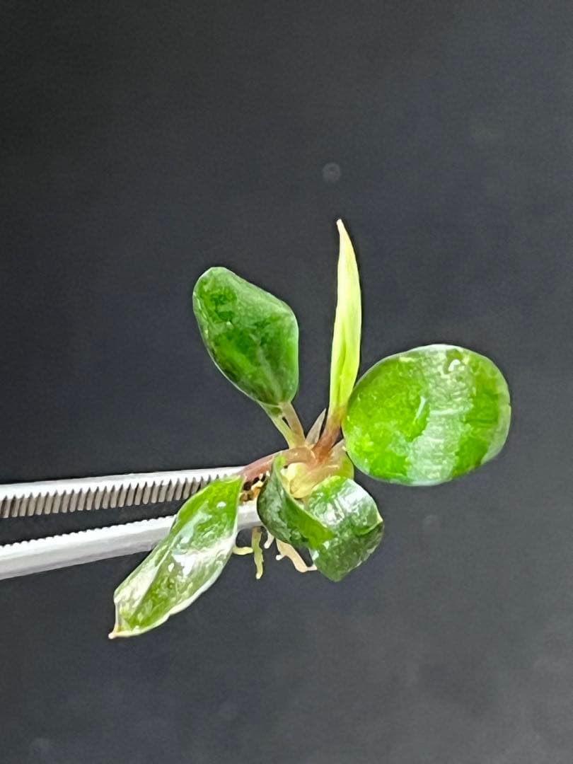 Bucephalandra sp. \"Entikong\" 【TB1803】