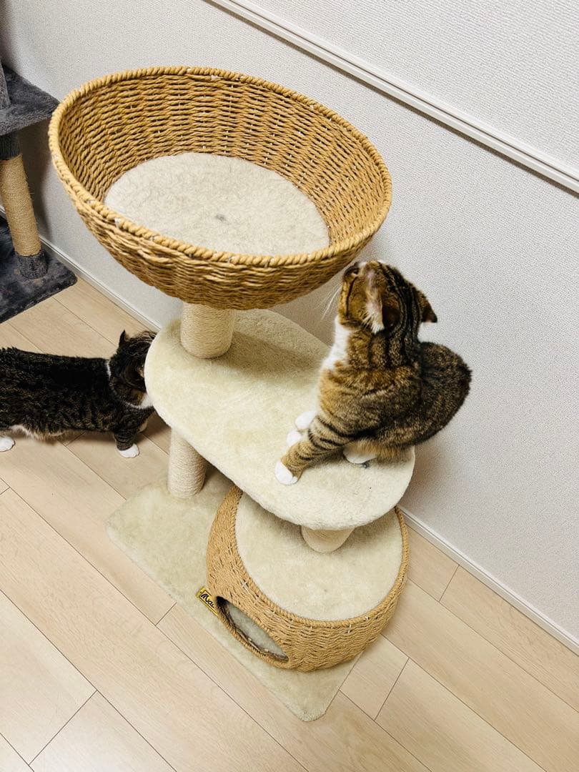 Mau キャットタワー シャルマン