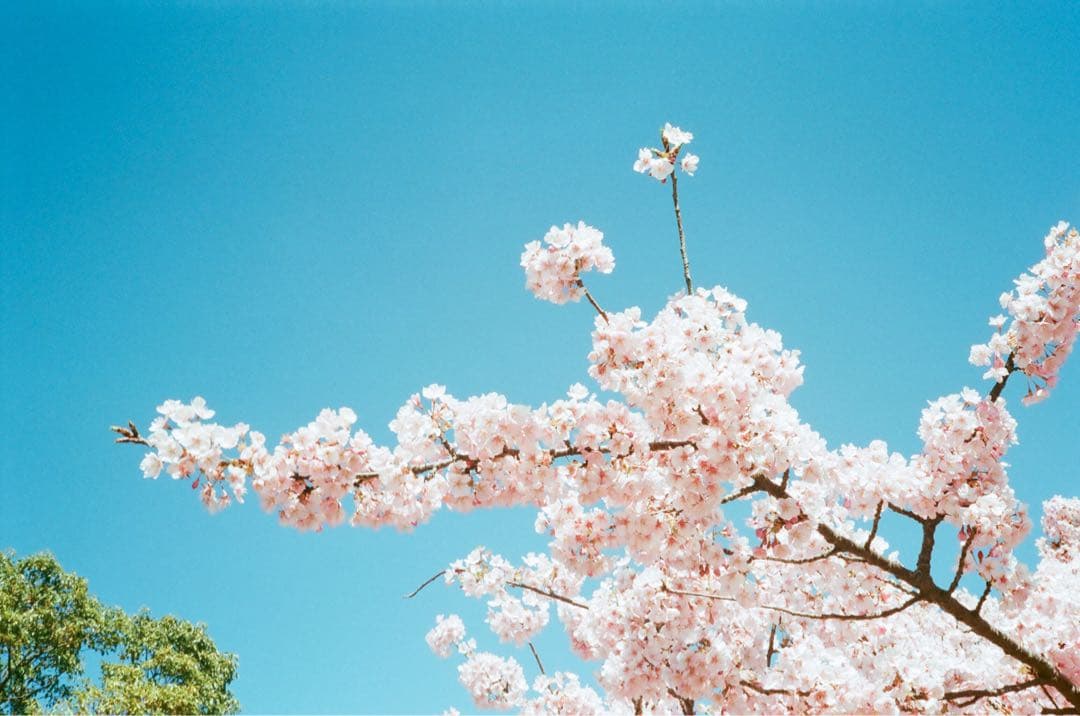 ウルル