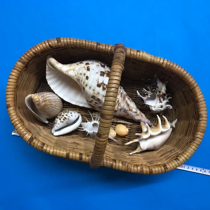 絵画用貝殻10点セット