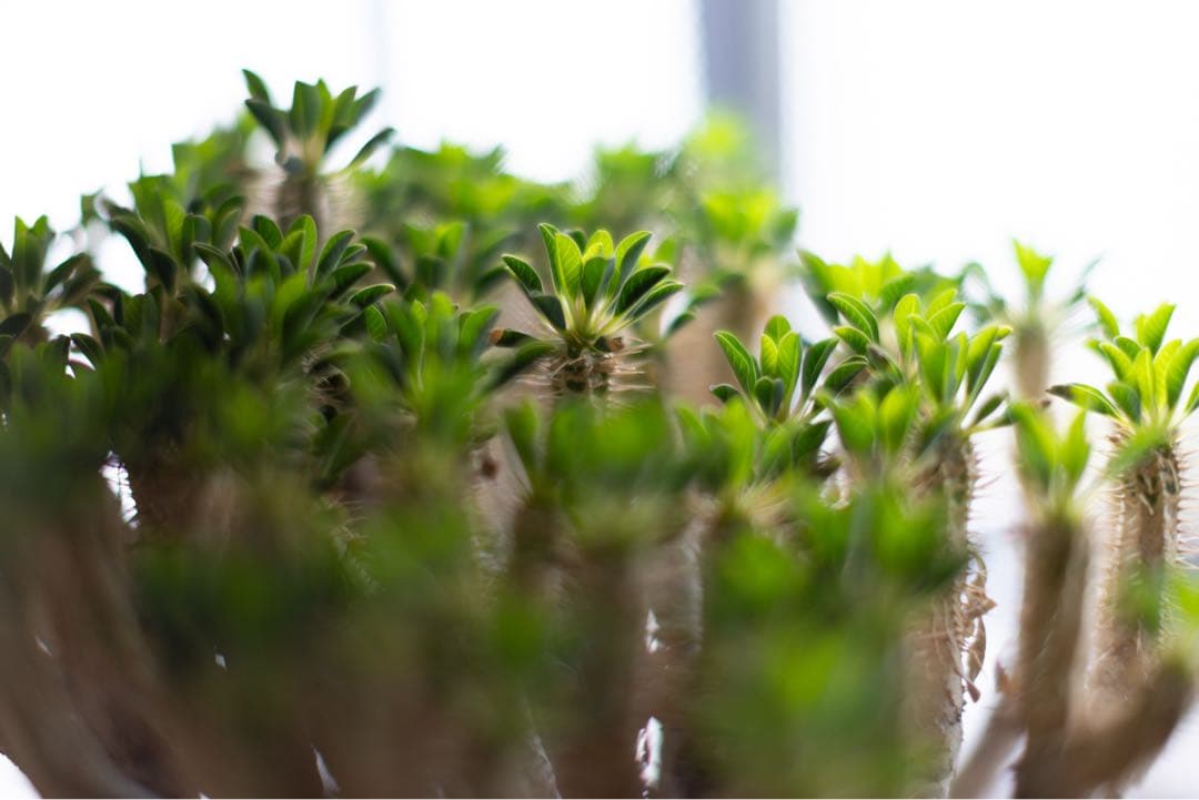 Canon（キヤノン）EF 50 MM F 1.2 L USM レンズのみ