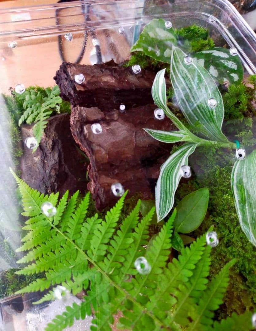 自然中の飼育箱、苔テラリウム(枝でアーチ)