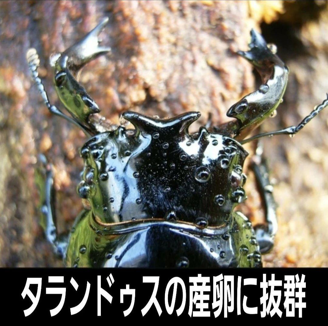 6本セット！クワガタの産卵木はコレが最強！　カワラ植菌材【特大Lサイズ】