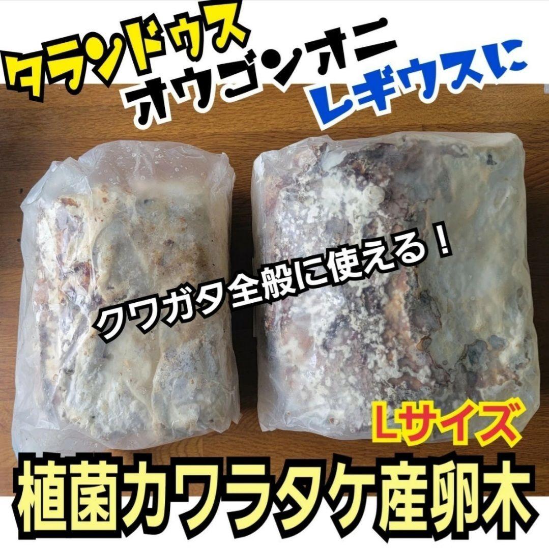 6本セット！クワガタの産卵木はコレが最強！　カワラ植菌材【特大Lサイズ】