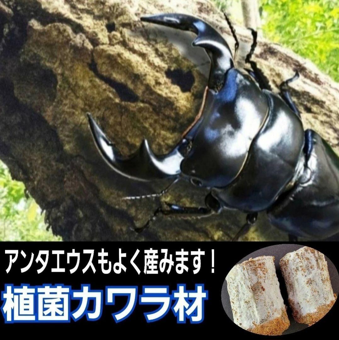 6本セット！クワガタの産卵木はコレが最強！　カワラ植菌材【特大Lサイズ】