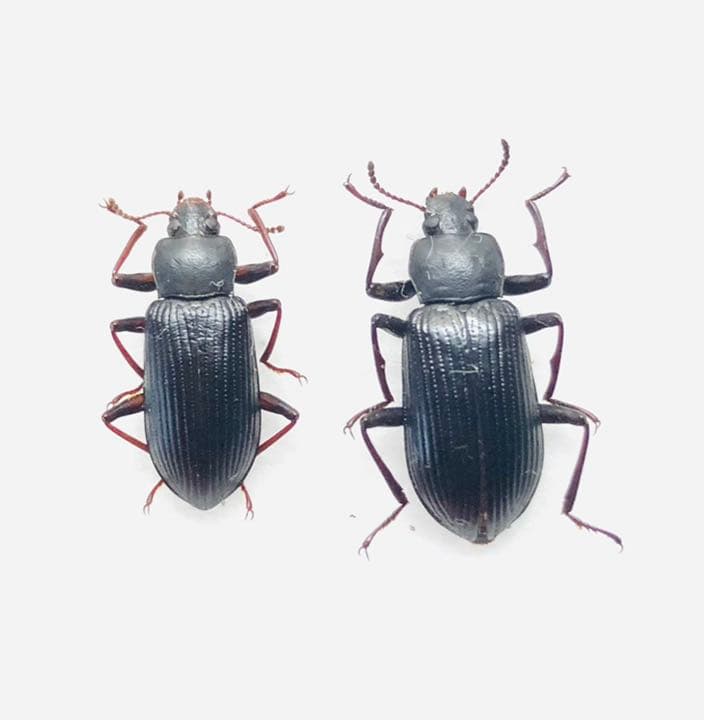 激レア ヒメユミアシゴミムシダマシ ペア 標本