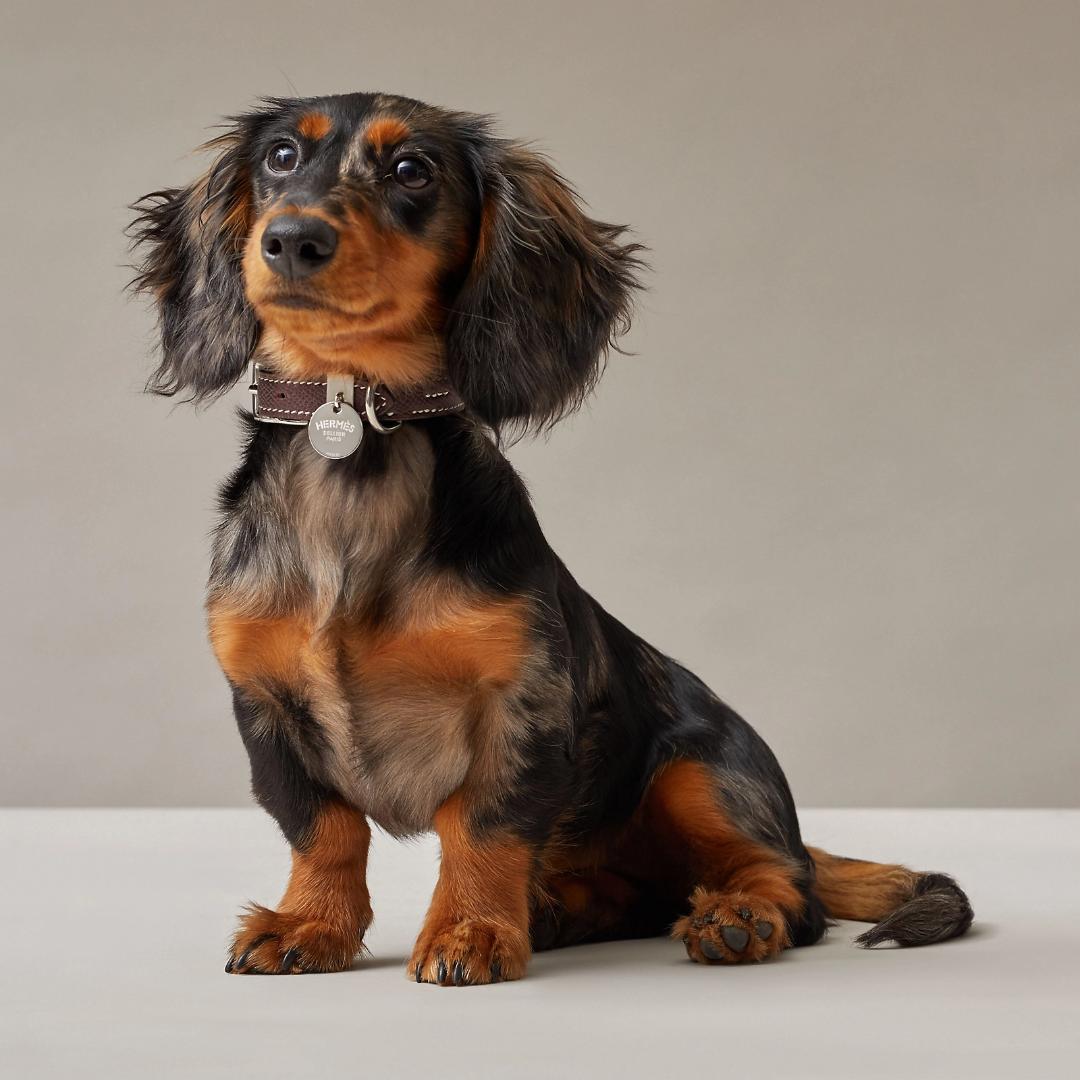 HERMES エルメス　犬用首輪 《トレス》サイズＳ