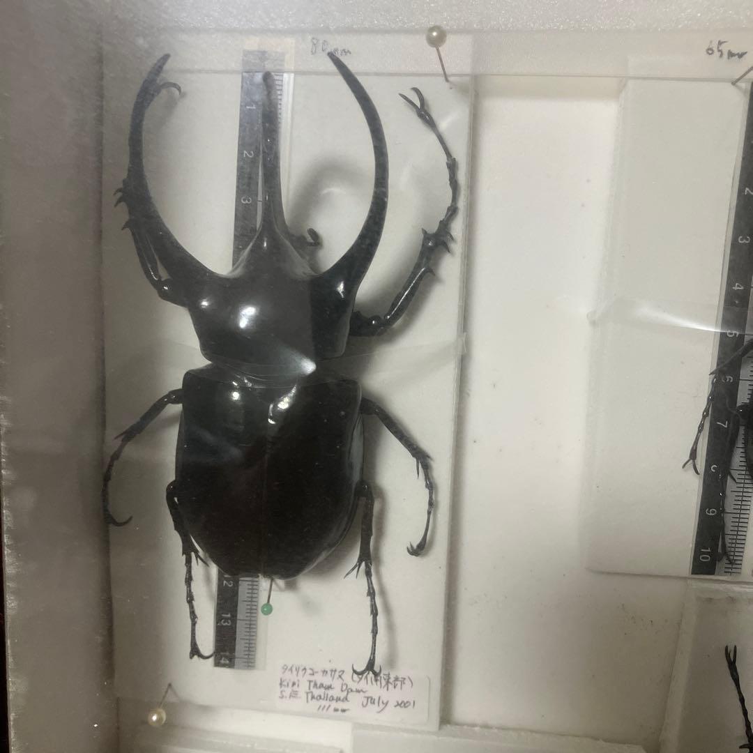 甲虫セット