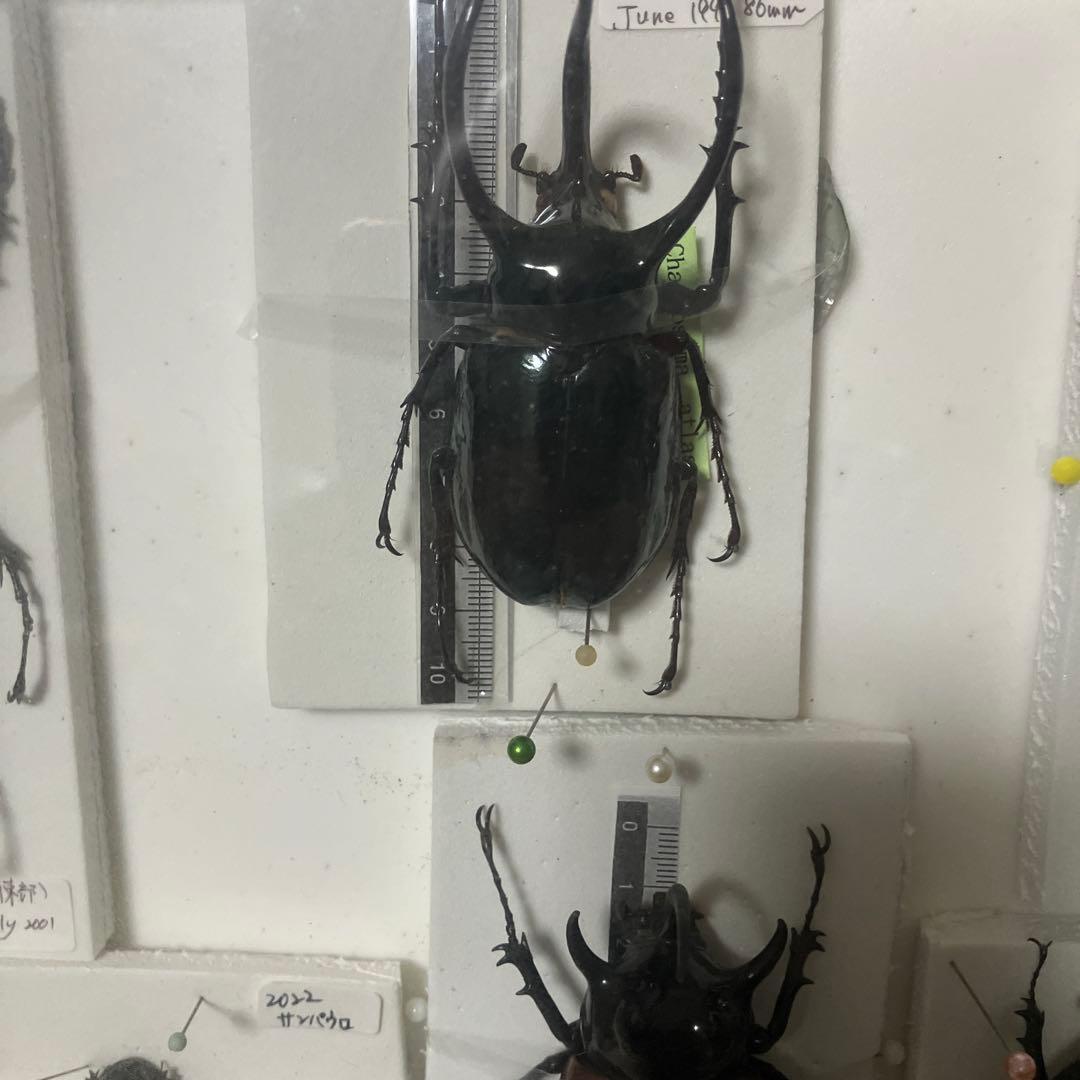 甲虫セット