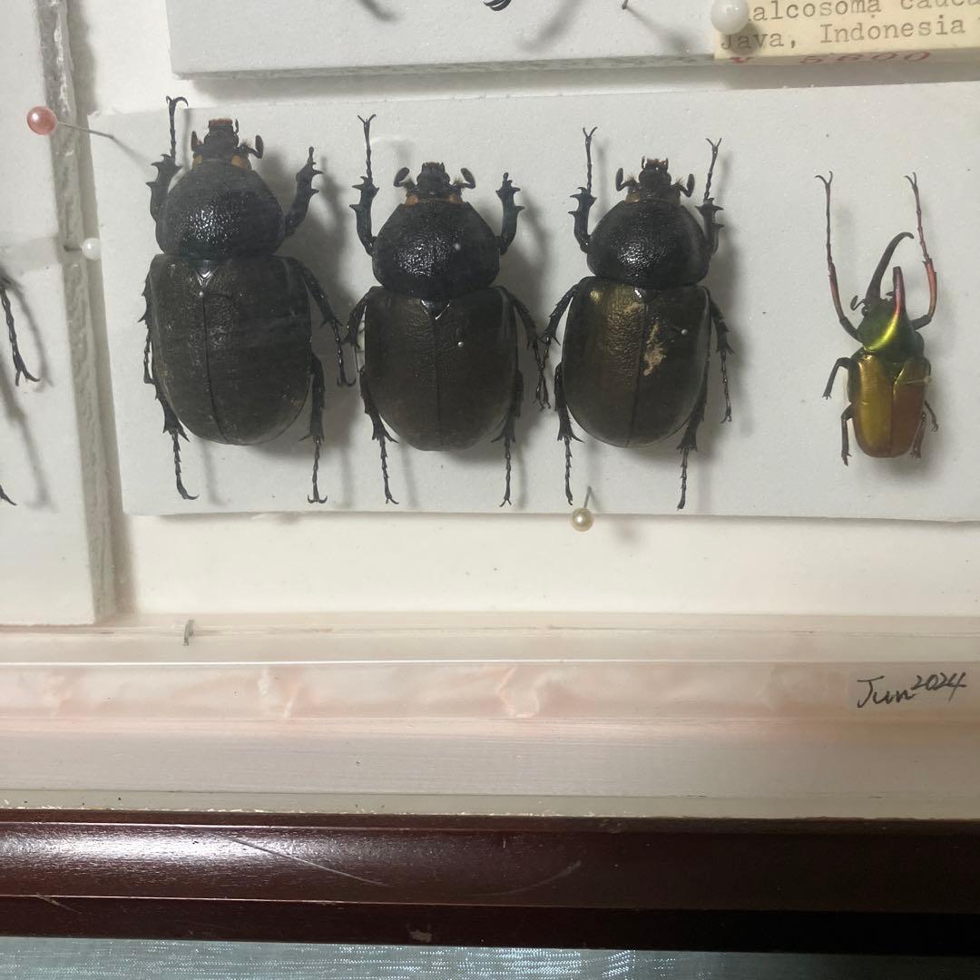 甲虫セット