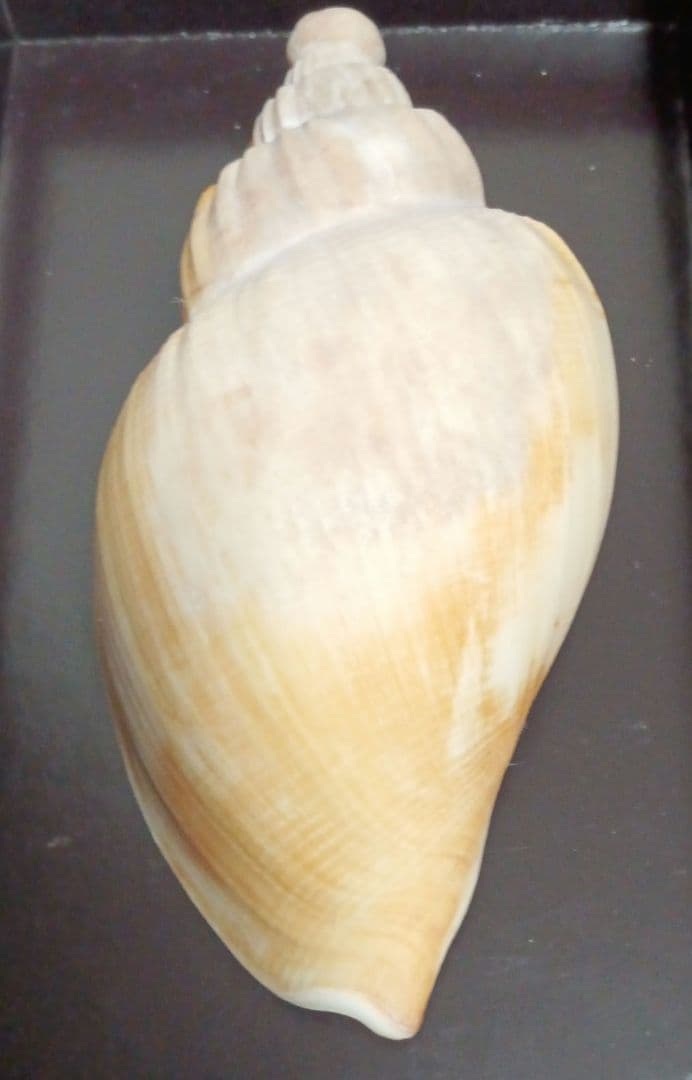 貝殻標本　ダンシャクボラ