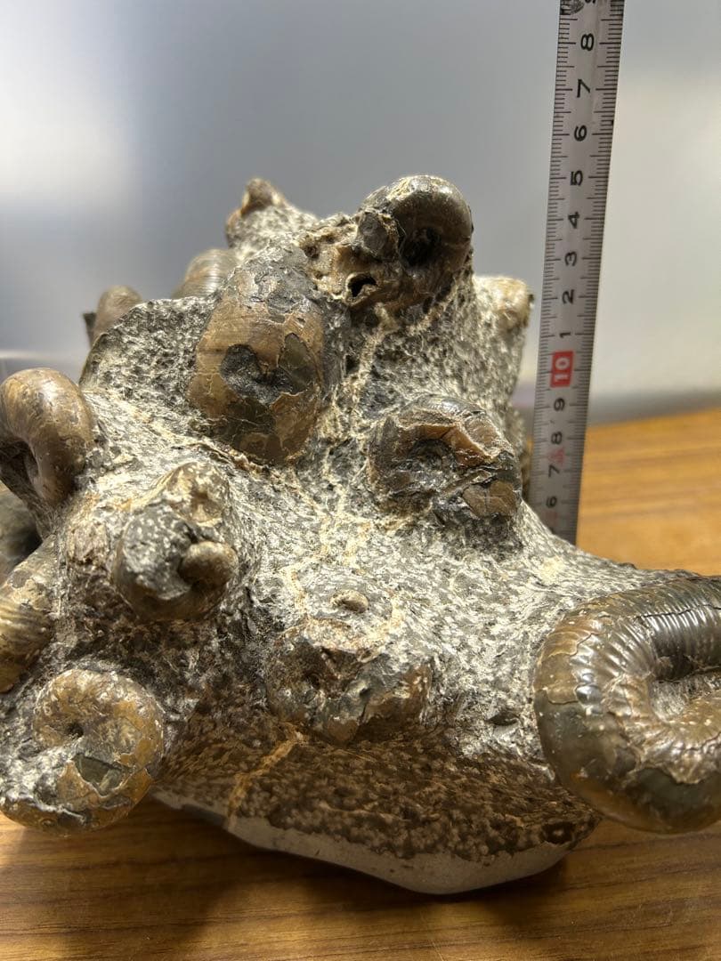 【希少】異常巻き　アンモナイト　化石　ヘテロマーファ　スカフィテス属　4730g