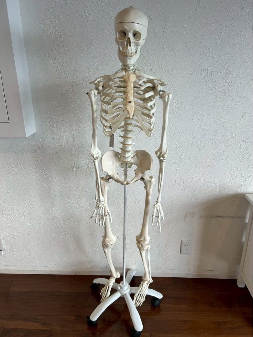 3B “スタン” 標準型骨格モデル A10 美品