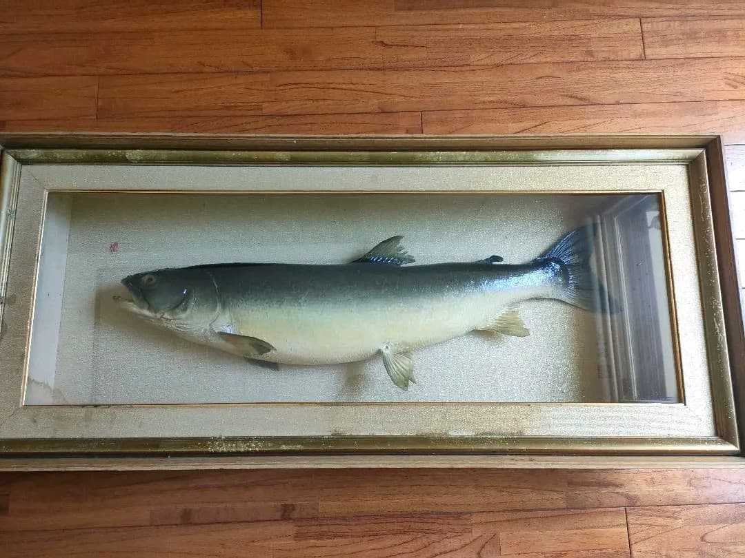 「超貴重品」大型のイトウの剥製　※取りに来られたら半額にします。