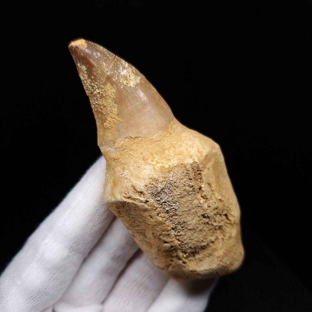 歯根付き モササウルス 化石 歯 本物 モロッコ産 85.63mm mos129