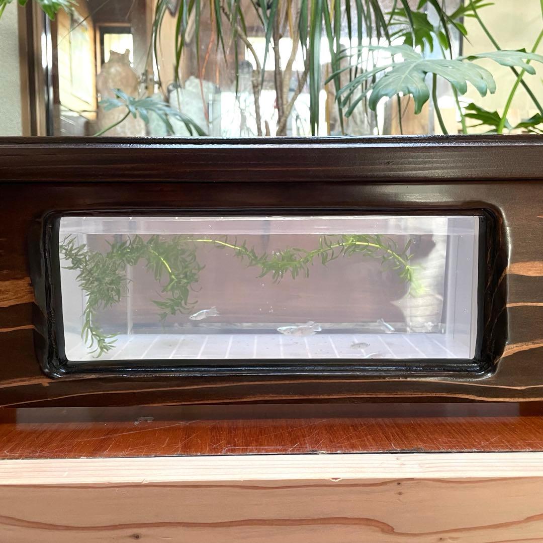 新作 NV13BOX専用 横見木枠 横見ケース メダカ めだか ビオトープ