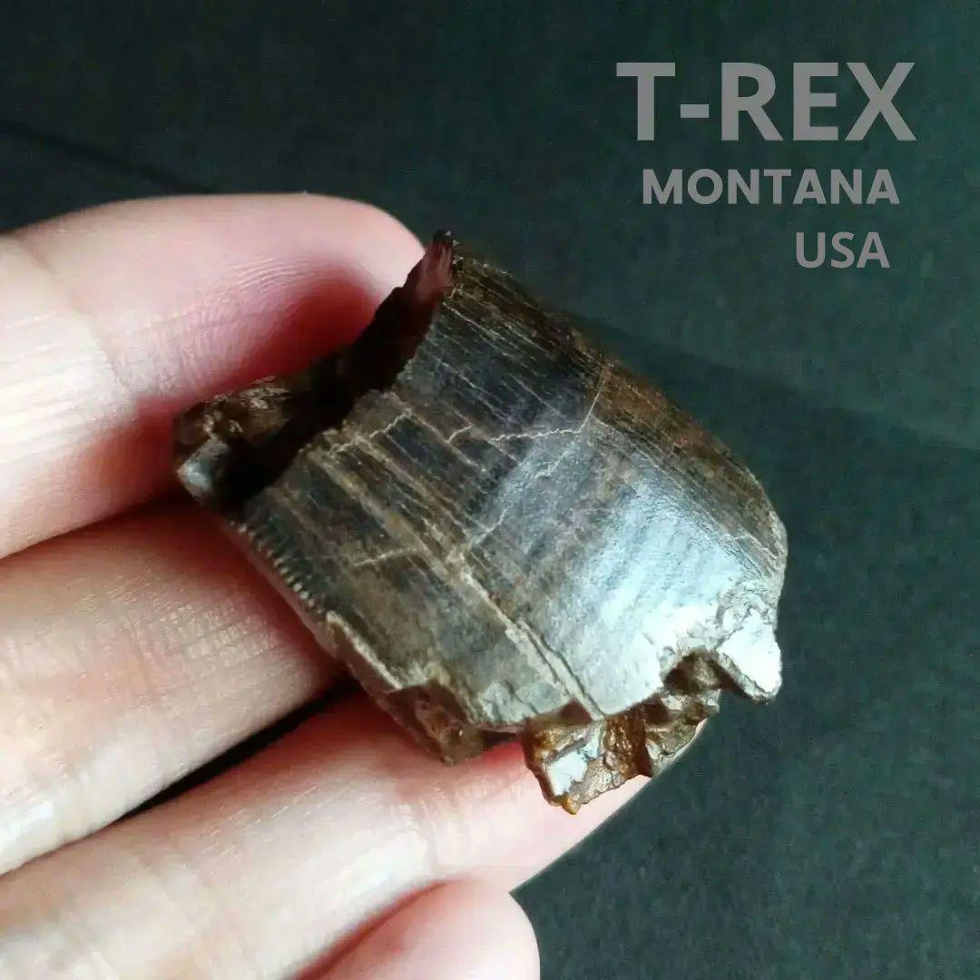 恐竜　歯化石　北米大陸獣脚類　ティラノサウルス　T-REX　Montana