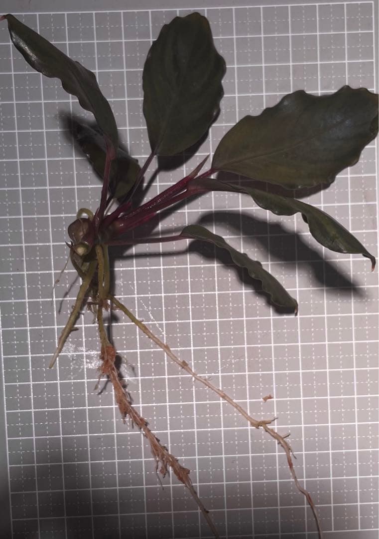 Bucephalandra sp. \