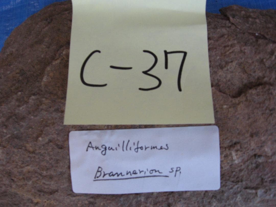 化石　C-37