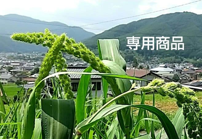 専用商品