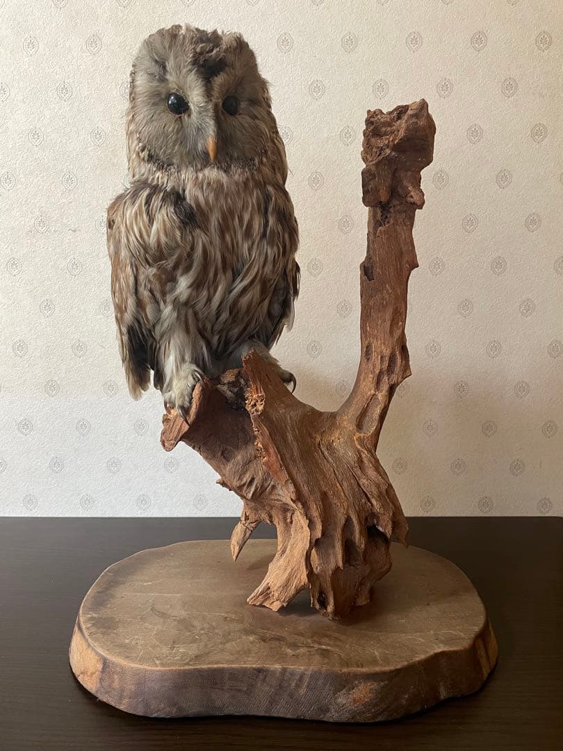 フクロウの剥製 木製台座付き