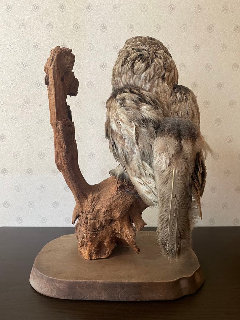 フクロウの剥製 木製台座付き