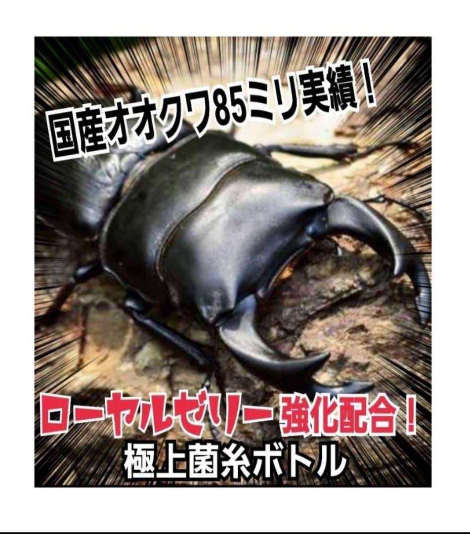 ヒマラヤひらたけ菌糸カップ【50個セット】初令、2令幼虫専用栄養添配合！