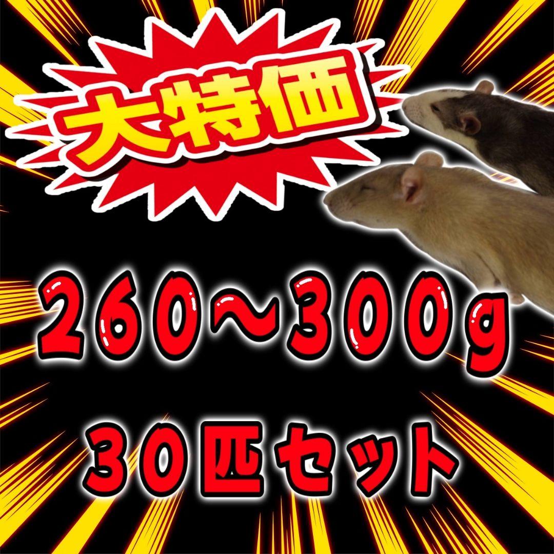 個包装 冷凍ラット260~300g 30匹