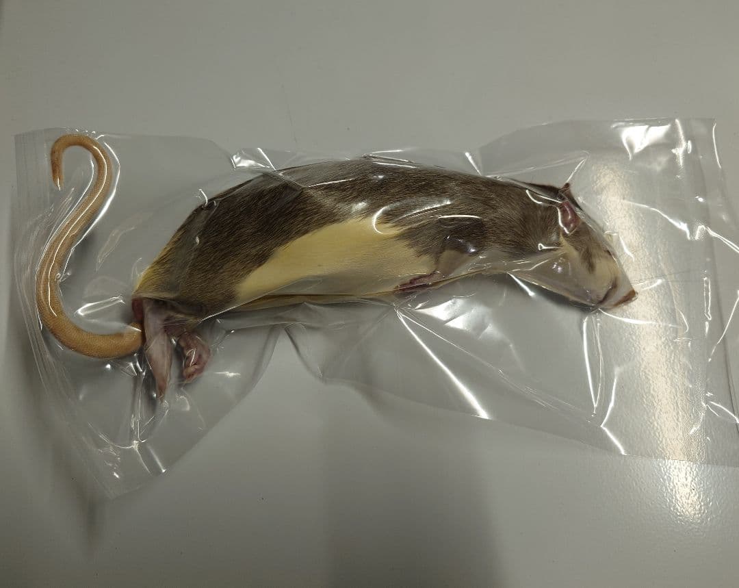 個包装 冷凍ラット260~300g 30匹