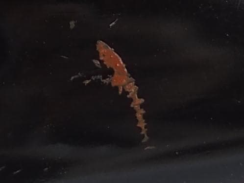 西村象彦造『鳳凰唐草蒔絵盆』（共箱）