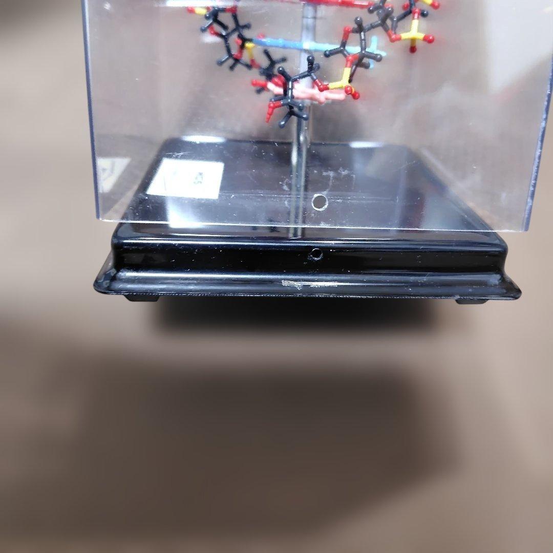 HGS DNA model MARUZEN　二重螺旋モデル　丸善