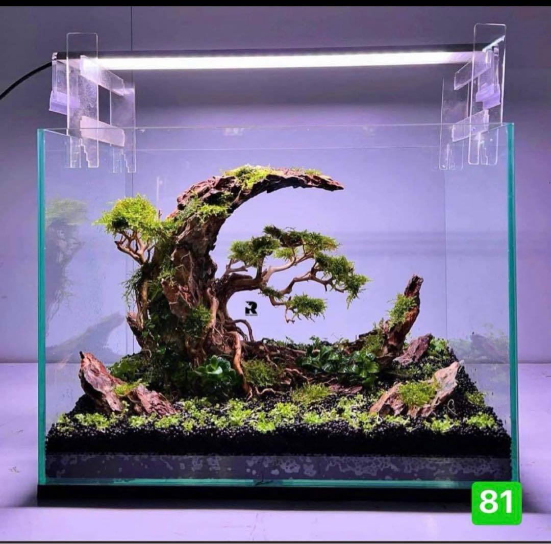 盆栽流木　　水草用の 流木。流木アクアリウム　パルダリウム　マシンガンウッド