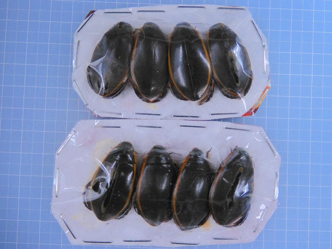 ロシア産　水生昆虫　32mm33mm