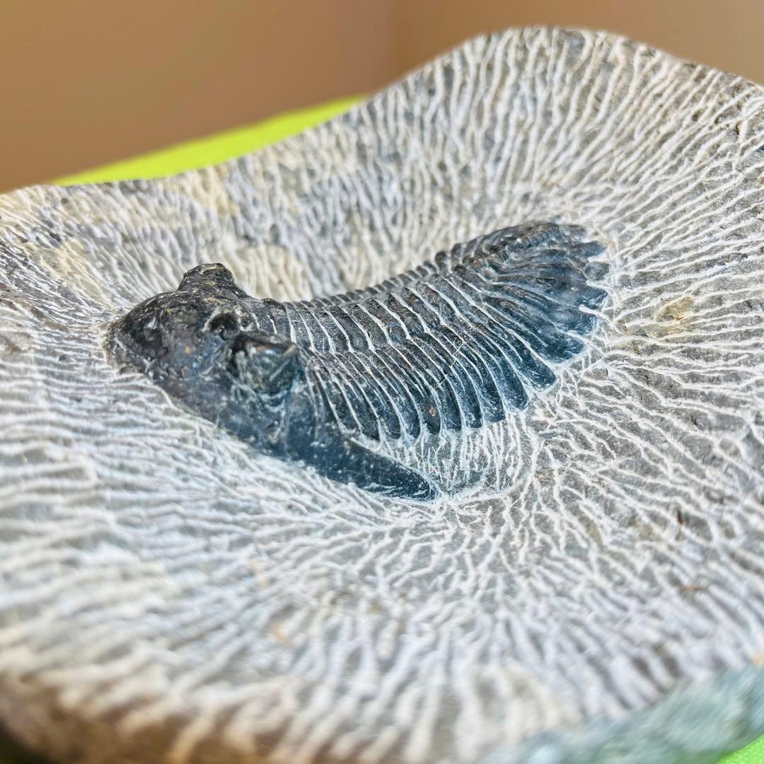 三葉虫　化石