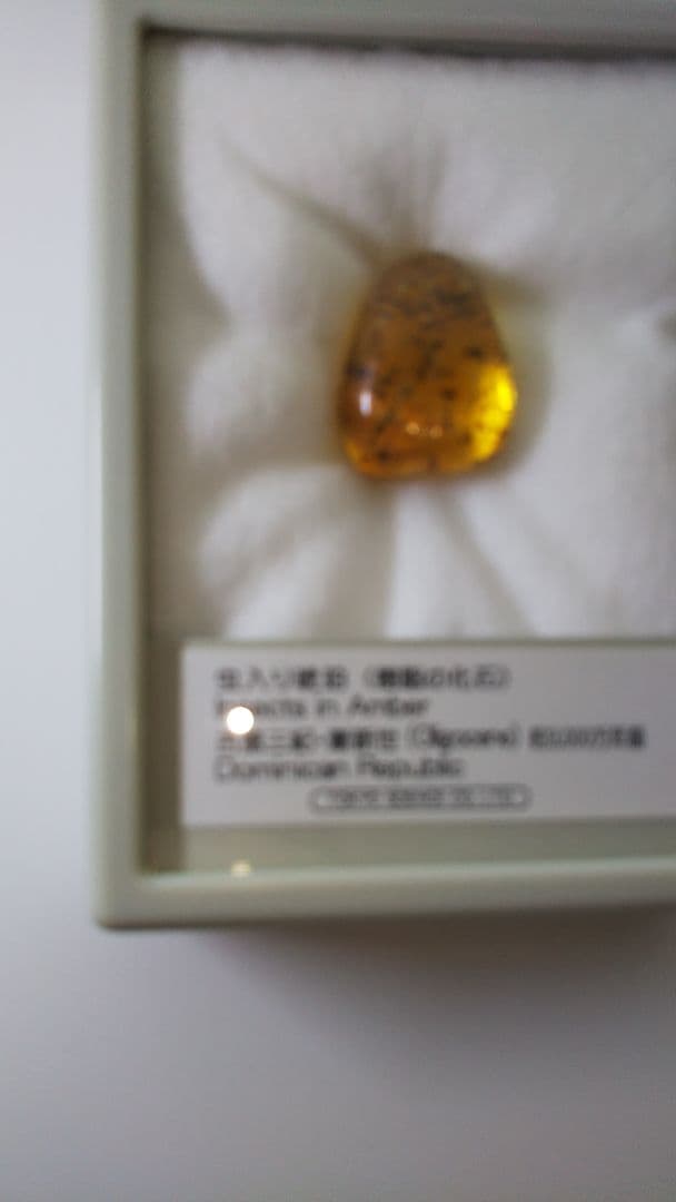 早い者勝ち 標本 虫入り琥珀 樹脂 古第三紀 斬新世 約3000年前 化石