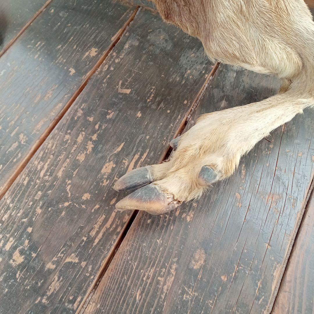 鹿の毛皮 壁掛け装飾