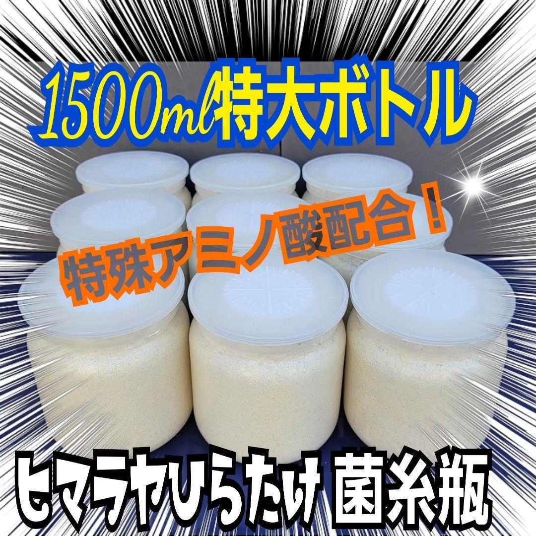 ヒマラヤひらたけ菌糸瓶1500ml 【５本】トレハロース、キトサン強化配合！