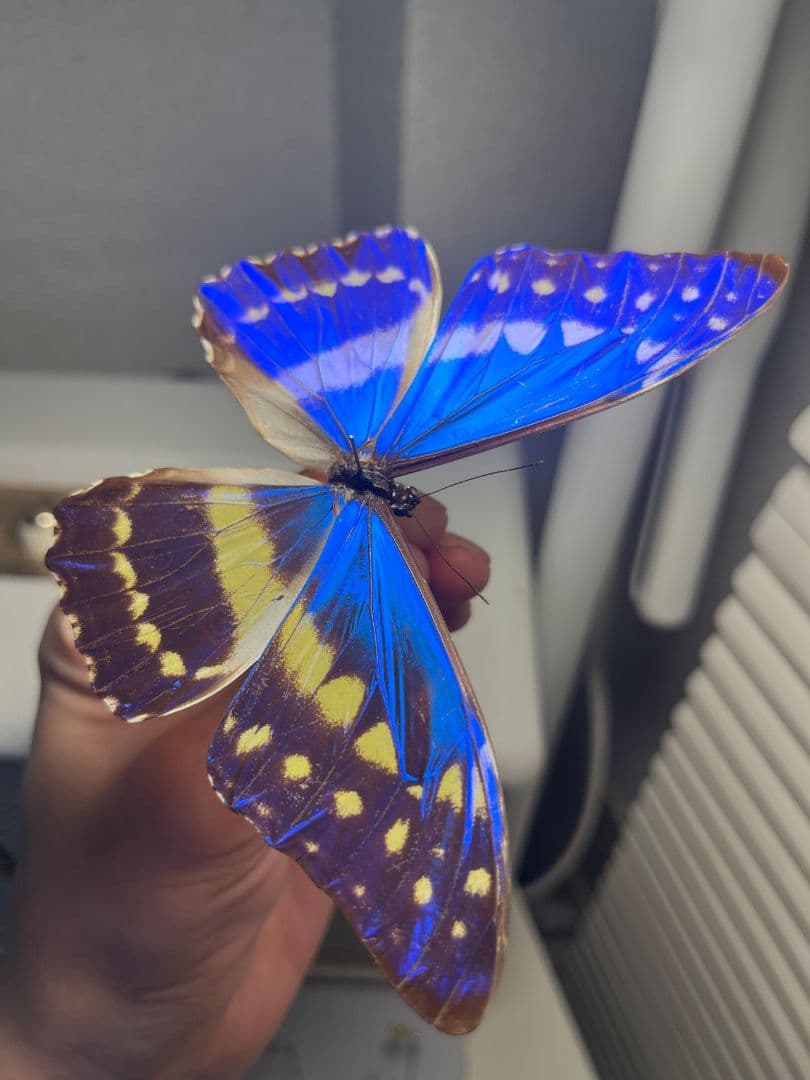 キプリスモルフォ レテノールモルフォ蝶 蛾ピカソモスモルフォチョウMorpho