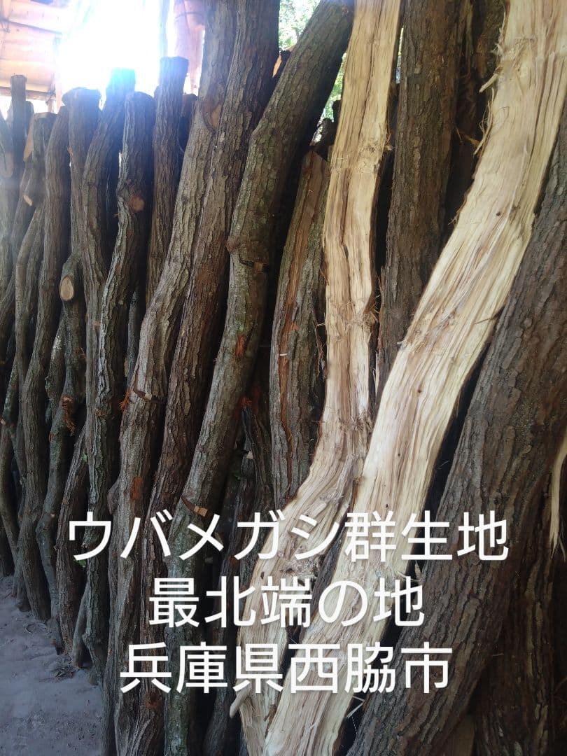 とりとり 細丸