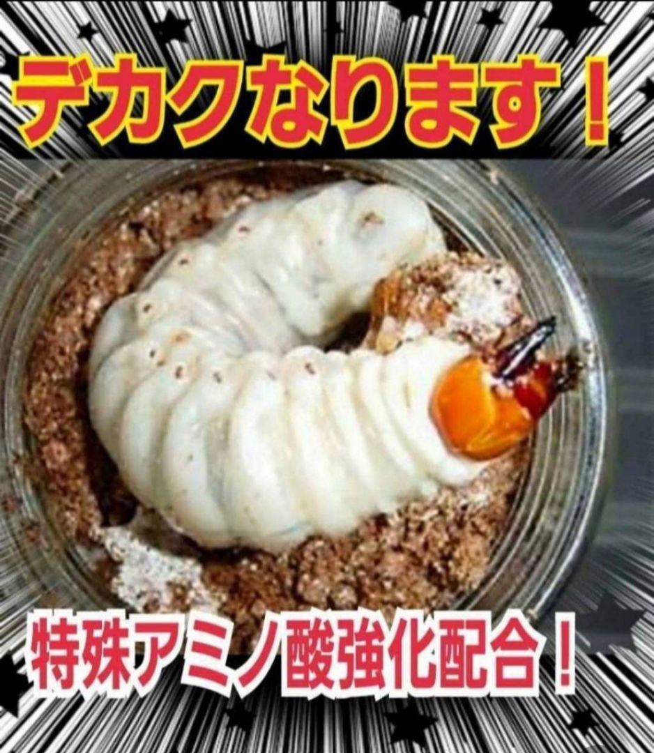 極上！ヒマラヤひらたけ菌糸瓶　800ml【10本】ニジイロクワガタにお薦め！