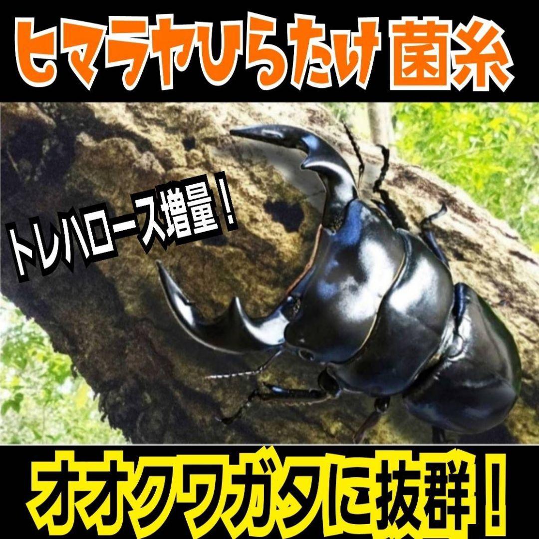 極上！ヒマラヤひらたけ菌糸瓶　800ml【10本】ニジイロクワガタにお薦め！