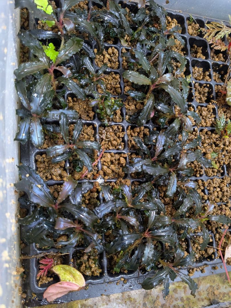 ブセファランドラ　クダガン　25株以上