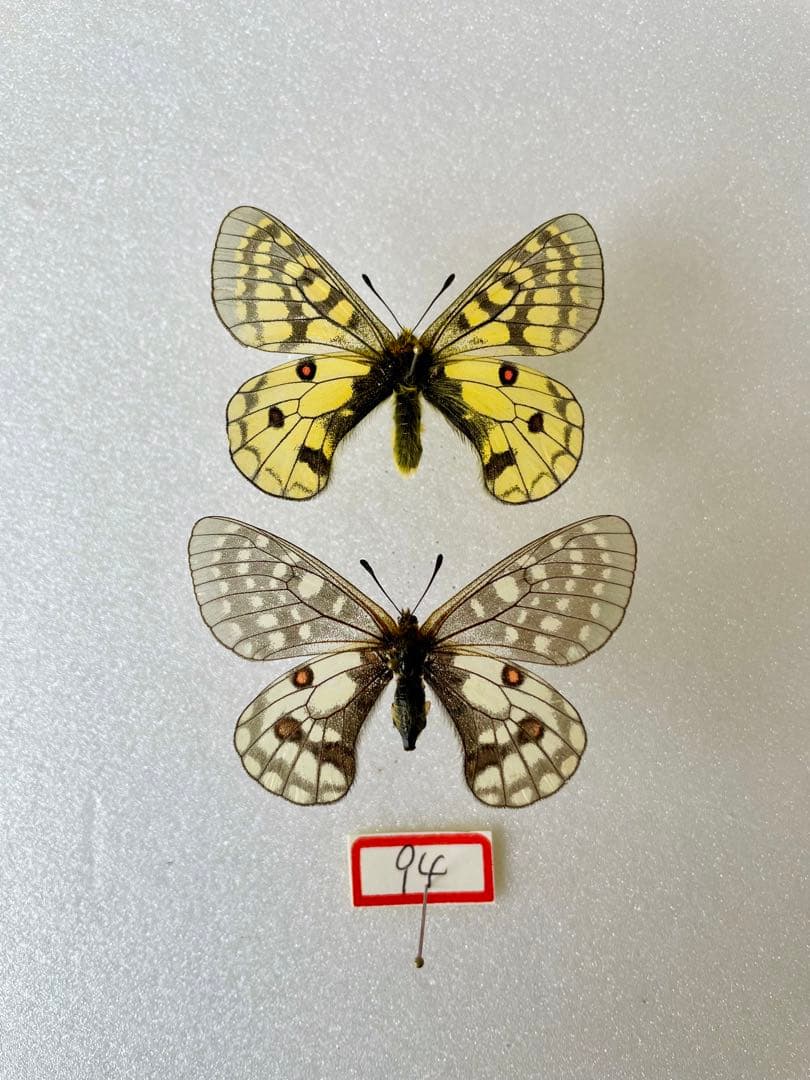 【異常型】パルナシウス・エバースマニ（1ペア、ロシア/シベリア産）