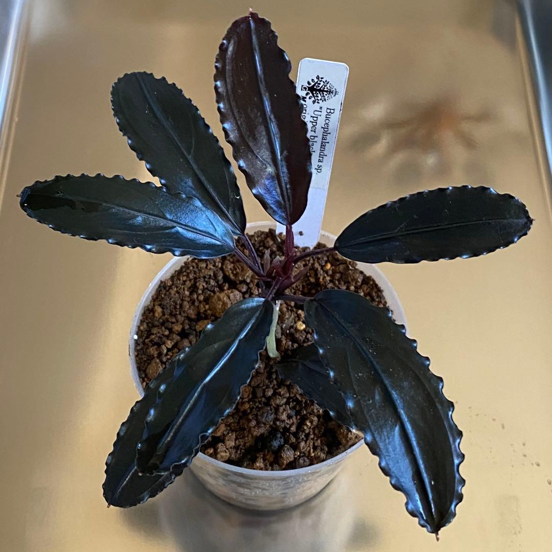 水草 Bucephalandra sp. \