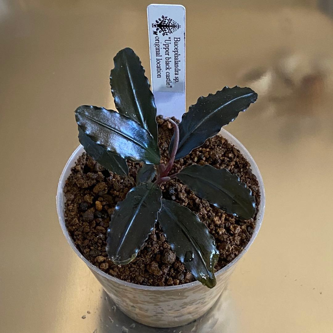 水草 Bucephalandra sp. \"Upper black castle\"